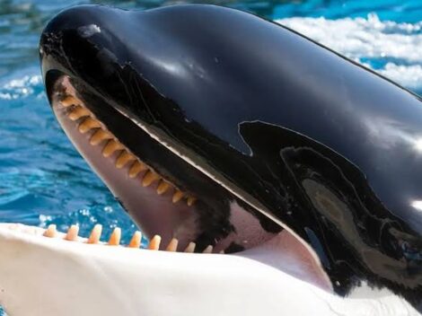 Pokrok v Monitorování Orc v Gibraltarském průlivu