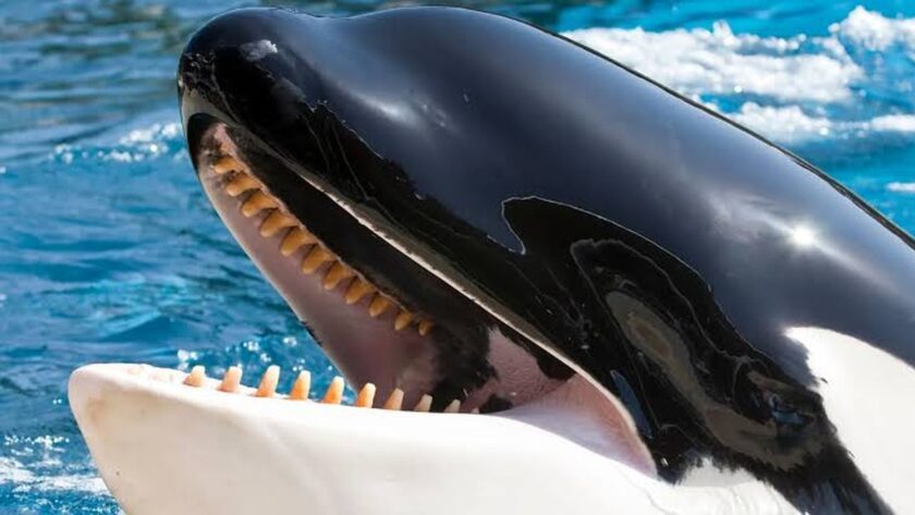 Pokrok v Monitorování Orc v Gibraltarském průlivu