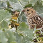 Ptáci z tundry v naší zemi