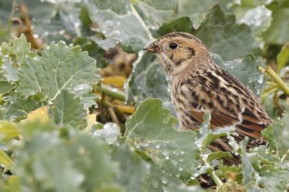 Ptáci z tundry v naší zemi
