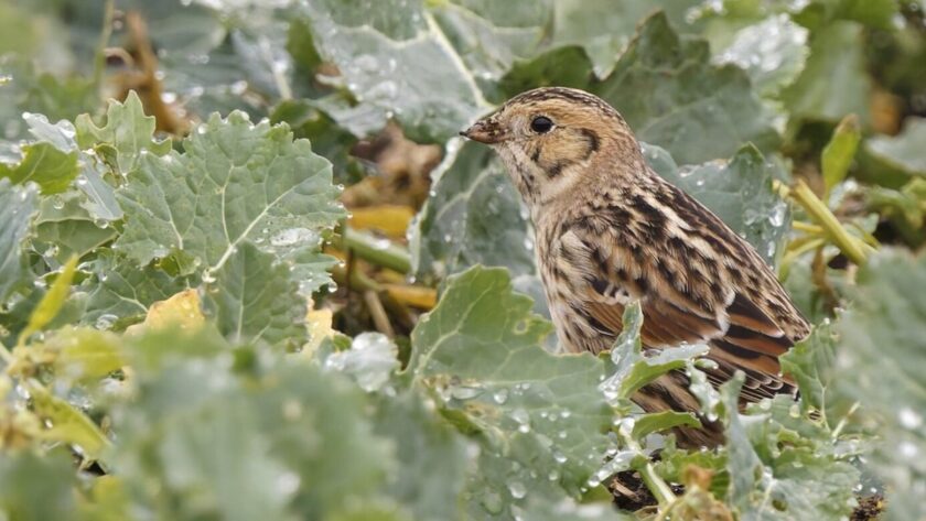 Ptáci z tundry v naší zemi