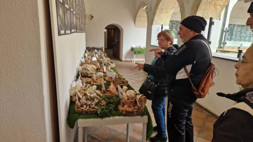 Quartu: 300 druhů hub na výstavě pro bezpečnost a vzdělávání