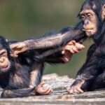 Reakce na šimpanze: Jak naše mozky reagují na primární zvuky