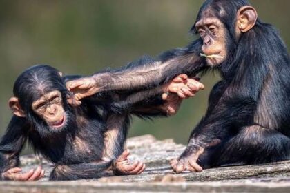 Reakce na šimpanze: Jak naše mozky reagují na primární zvuky