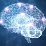 Reprodukce Cerebrální Kůry: Nové Možnosti a Výzvy