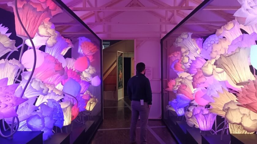 Strategie konvalinky a brutální zelí z Bruselu: skrytá věda zahradničení