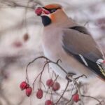 Svirbelių Pasaulis: Mados Guru Paukščių Karalystėje