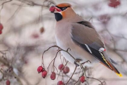 Svirbelių Pasaulis: Mados Guru Paukščių Karalystėje