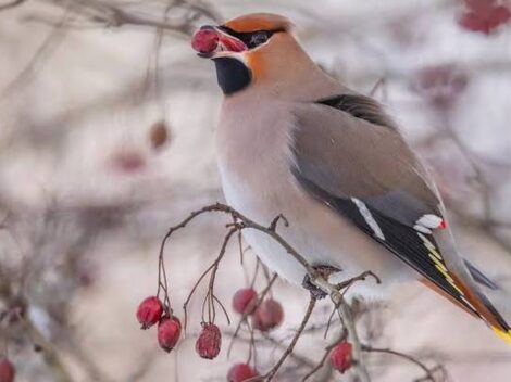 Svirbelių Pasaulis: Mados Guru Paukščių Karalystėje