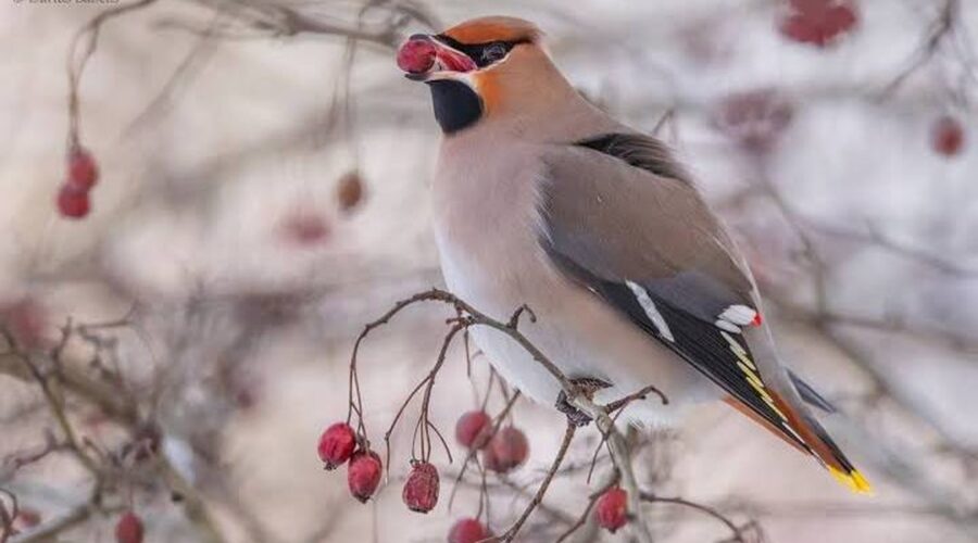 Svirbelių Pasaulis: Mados Guru Paukščių Karalystėje