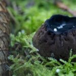 Tai vienas paslaptingiausių grybų Lietuvoje