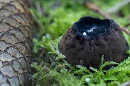 Tai vienas paslaptingiausių grybų Lietuvoje