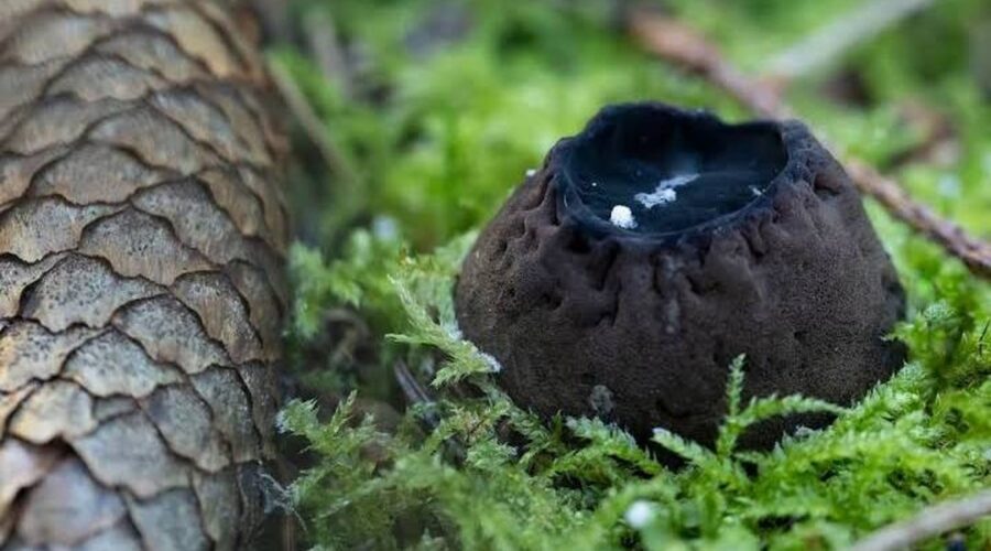 Tai vienas paslaptingiausių grybų Lietuvoje