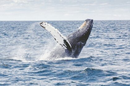 Tajemství dlouhověkosti: Jak víc než dvěstileté velryby pomáhají odhalit tajemství stárnutí