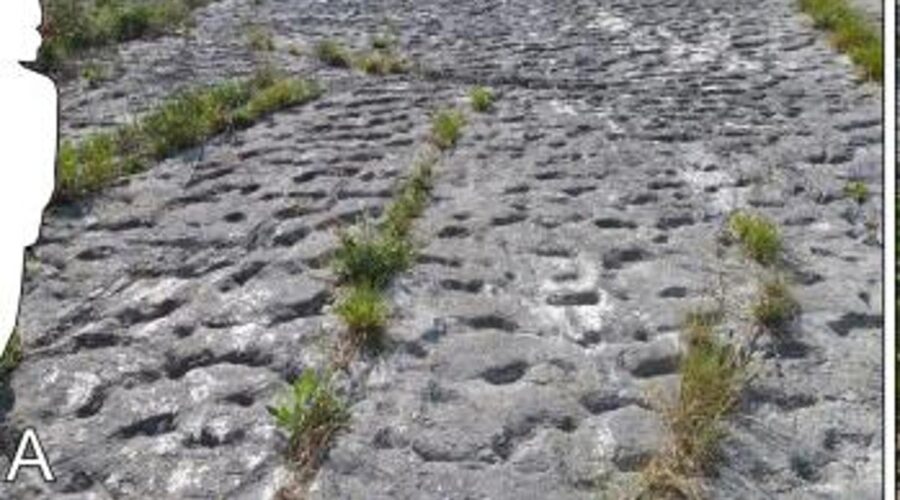 Tataruga v útěku z Monte Conero: Stopy po panice během zemětřesení