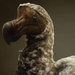 Úžasný pokrok v genetické manipulaci: Návrat doda