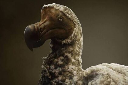 Úžasný pokrok v genetické manipulaci: Návrat doda