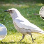 Úžasný svět vzácných bílých zvířat