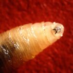 Výzkum a prevence návratu Nového světa screwwormu