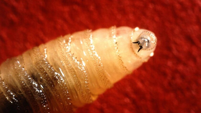 Výzkum a prevence návratu Nového světa screwwormu