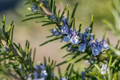 Význam květů rozmarýnu a jak podpořit jeho kvetení