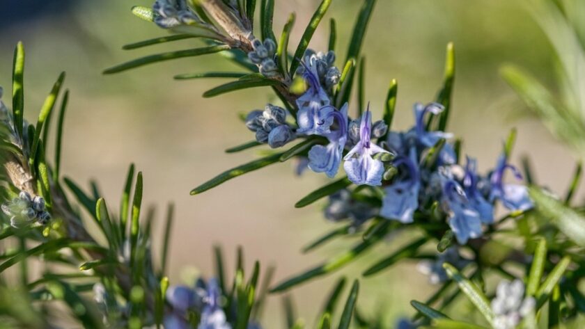 Význam květů rozmarýnu a jak podpořit jeho kvetení