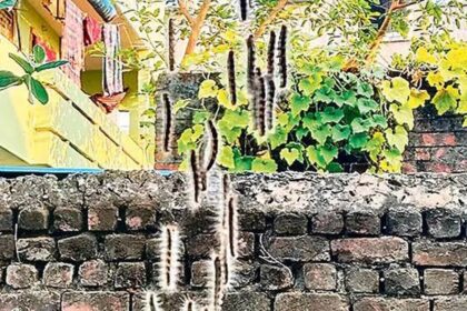 Životní cyklus kobylek: Fascinující úsilí o zachování bezpečí