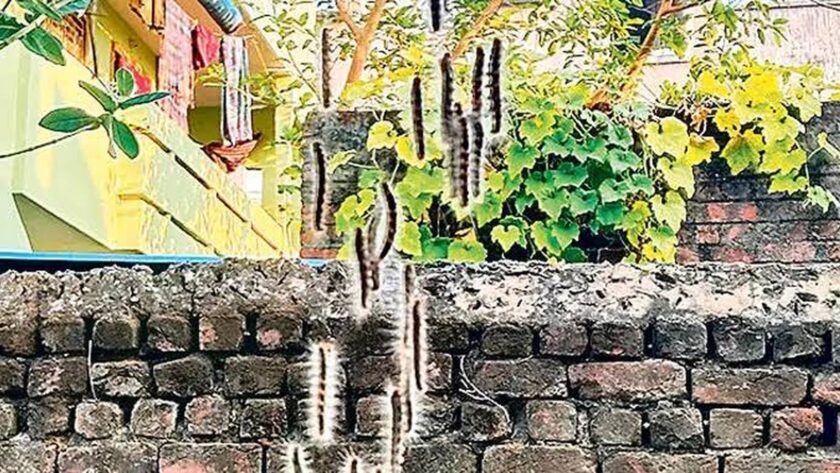 Životní cyklus kobylek: Fascinující úsilí o zachování bezpečí