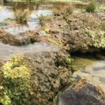 Živoucí skály v Jižní Africe, které mohou pomoci lidstvu