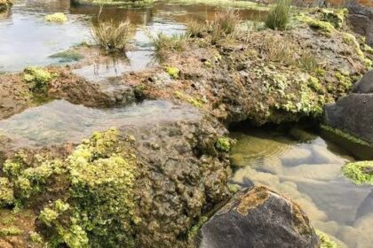 Živoucí skály v Jižní Africe, které mohou pomoci lidstvu