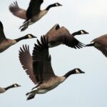 Zmiany w przepisach dotyczących przywracania przyrody i krajobrazu w prowincji Utrecht