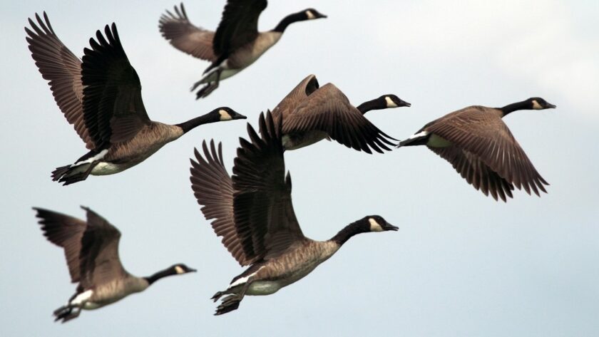 Zmiany w przepisach dotyczących przywracania przyrody i krajobrazu w prowincji Utrecht