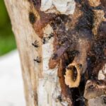 Abejams bez žihadla z Amazonské oblasti získávají právní status jako první hmyz na světě