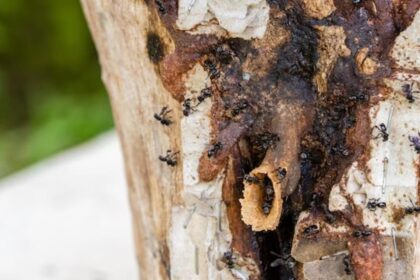 Abejams bez žihadla z Amazonské oblasti získávají právní status jako první hmyz na světě