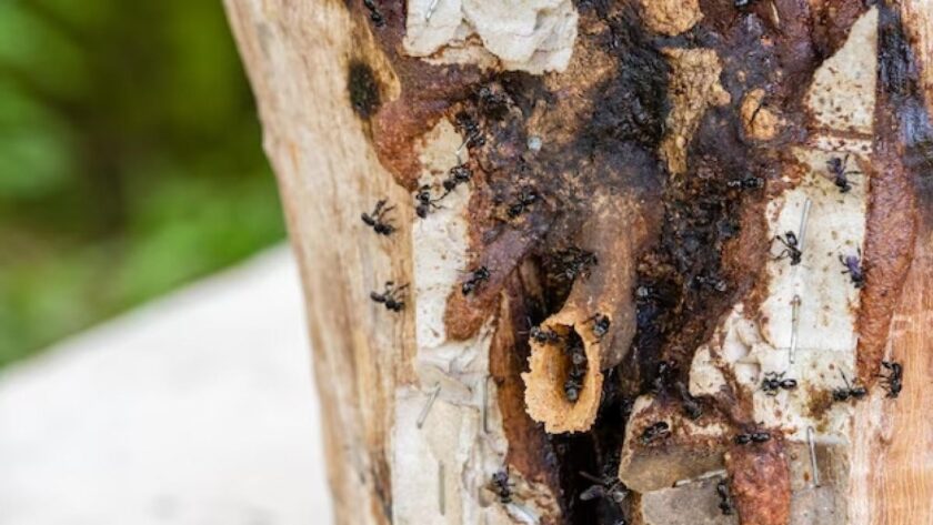 Abejams bez žihadla z Amazonské oblasti získávají právní status jako první hmyz na světě