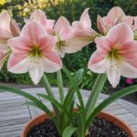 Amarílis: Symbolika a Péče o Tuto Impozantní Rostlinu