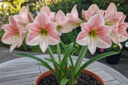 Amarílis: Symbolika a Péče o Tuto Impozantní Rostlinu