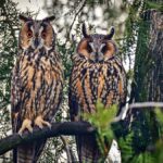 Bagolylesen: Všimněte si stálezelených rostlin během zimních měsíců