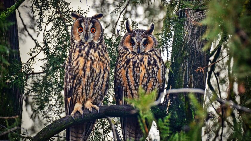 Bagolylesen: Všimněte si stálezelených rostlin během zimních měsíců