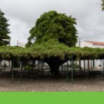 Cedr v Runě - Strom roku 2026 v Portugalsku