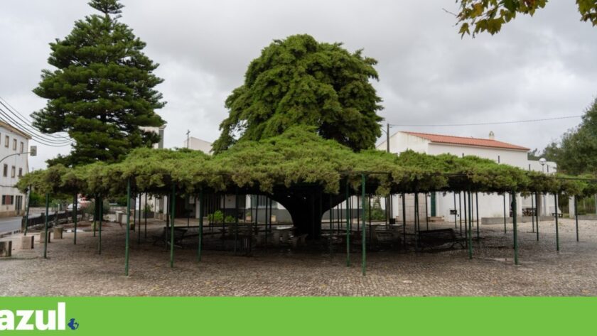 Cedr v Runě - Strom roku 2026 v Portugalsku