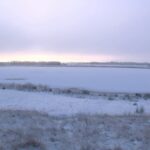 Co dělají ptáci, když vše zamrzne?