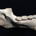 Fosílie staré 773 000 let osvěcují naše africké původy