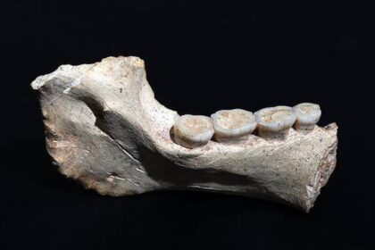 Fosílie staré 773 000 let osvěcují naše africké původy