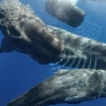 Jak "mluví" vorvani