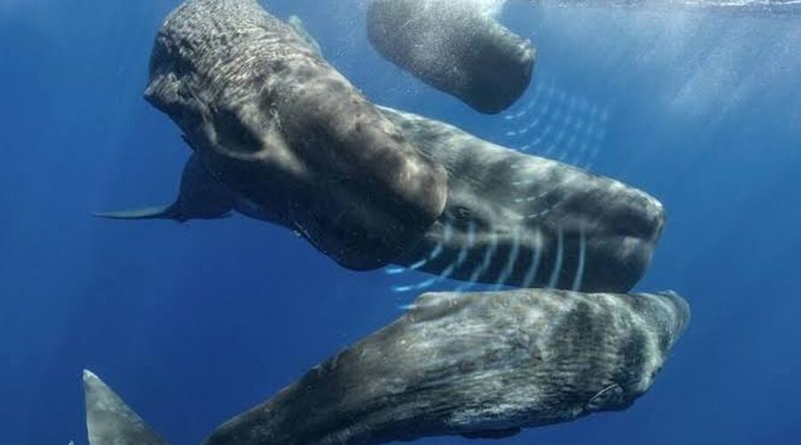 Jak "mluví" vorvani