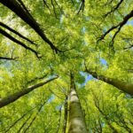 Klimatické změny ovlivňují růst stromů ve Švýcarsku