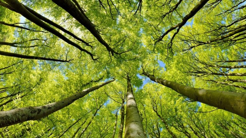 Klimatické změny ovlivňují růst stromů ve Švýcarsku