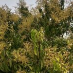 Kvetení mangovníků v Purně