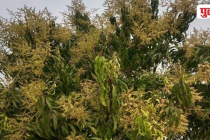 Kvetení mangovníků v Purně